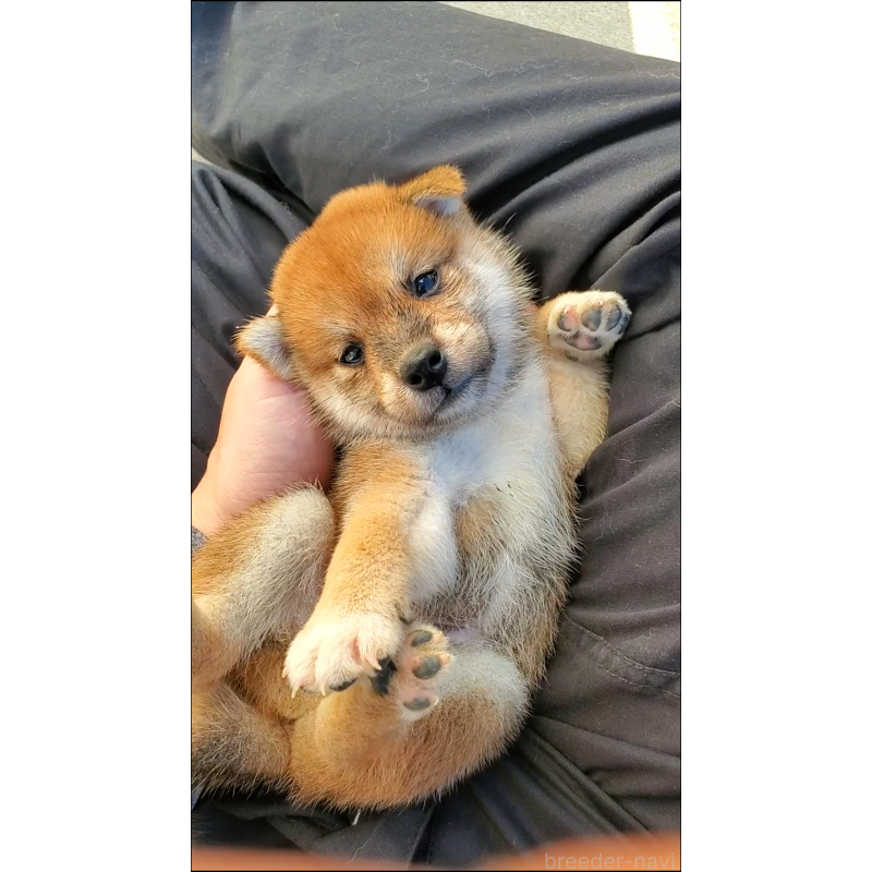 販売中の大阪府の柴犬-406782の3枚目